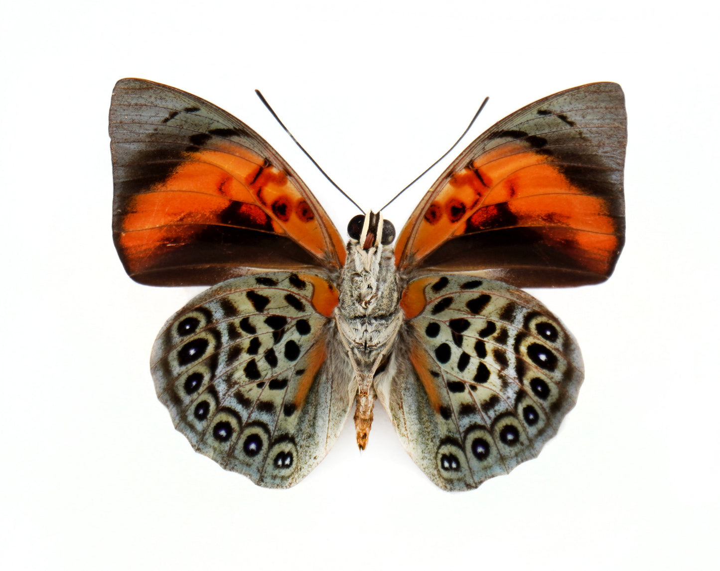 Agrias narcissus tapajonus ♂ f.semidubiosa (Brazil)