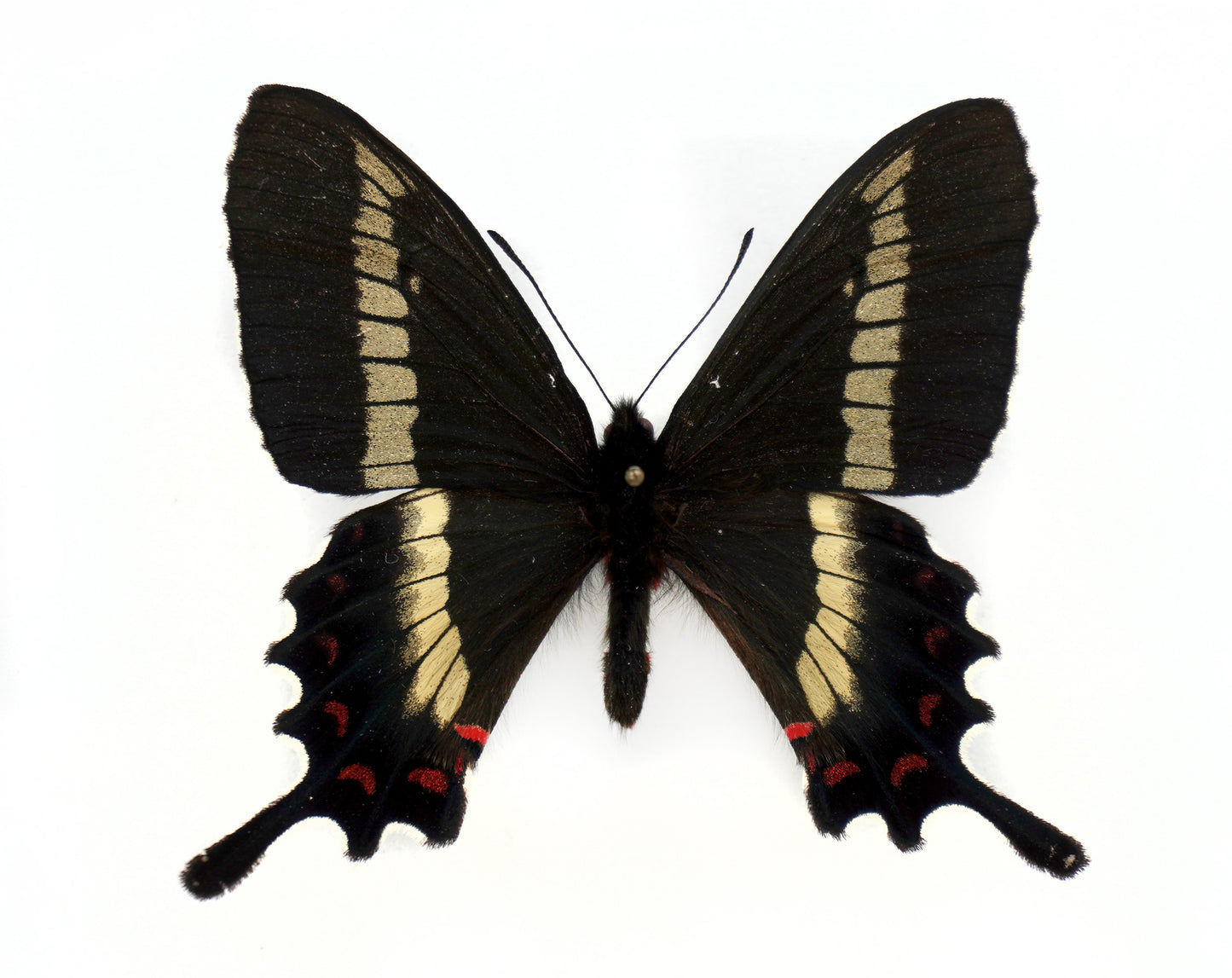 Parides phalaecus nieva ♂ (Peru)