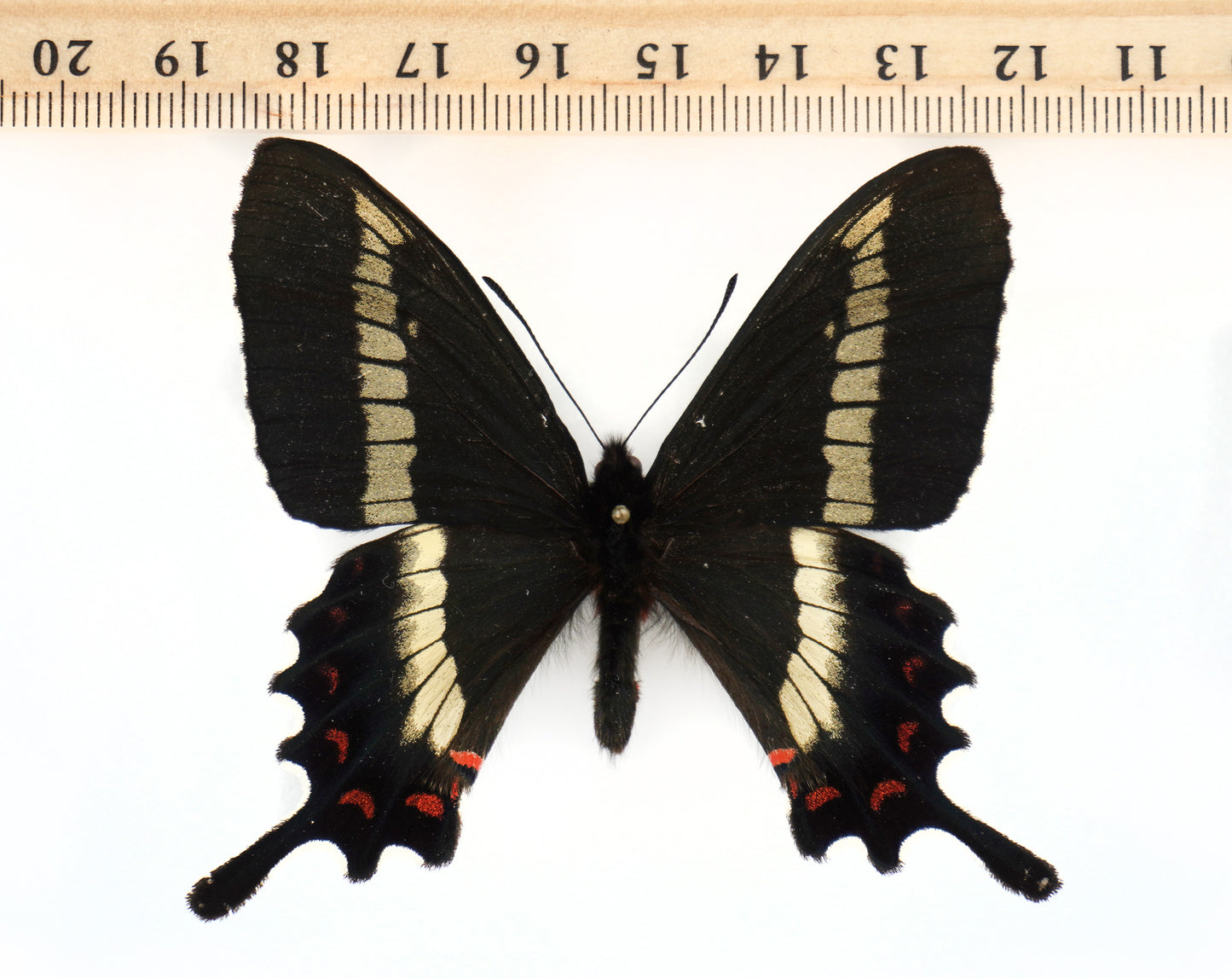 Parides phalaecus nieva ♂ (Peru)