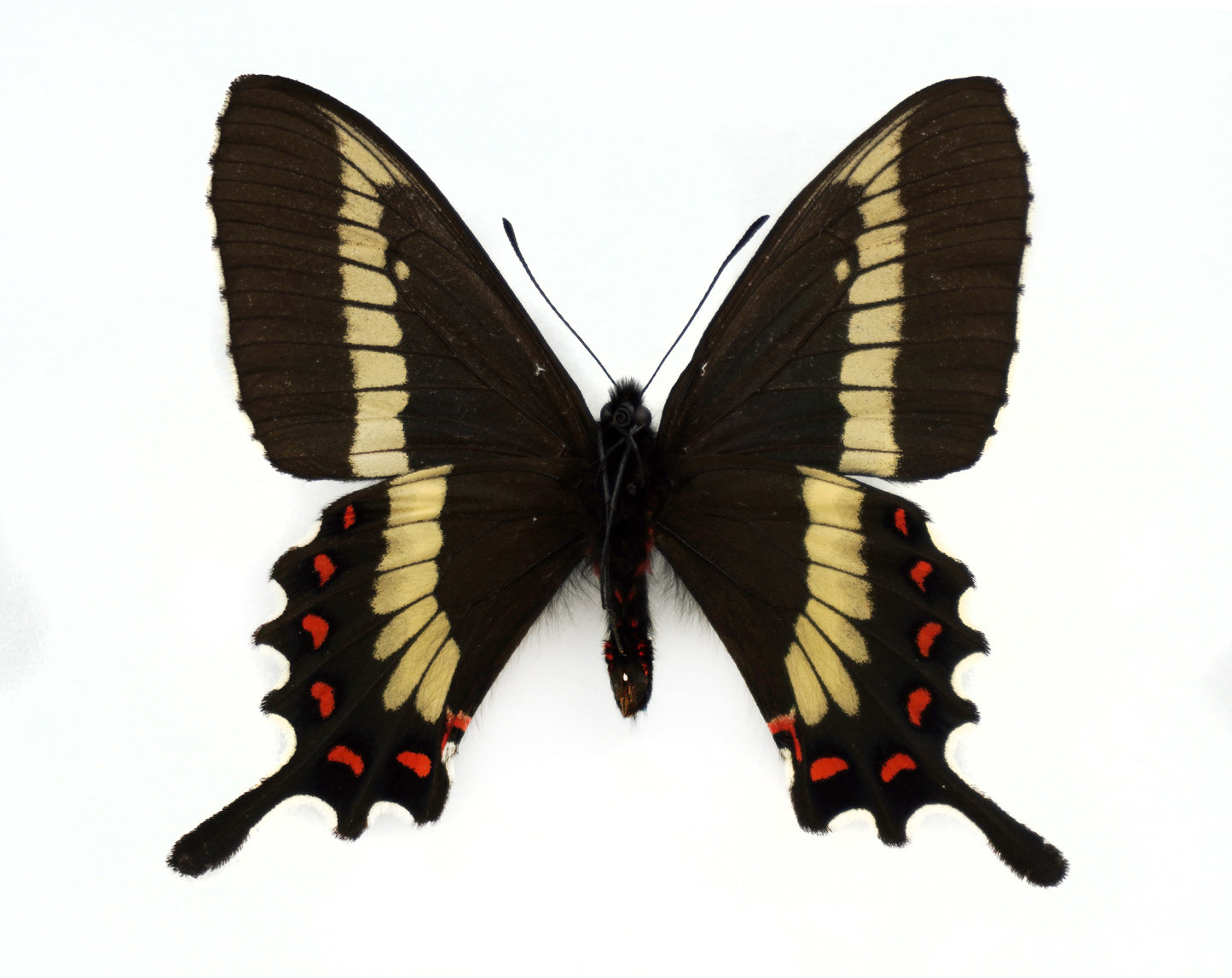 Parides phalaecus nieva ♂ (Peru)