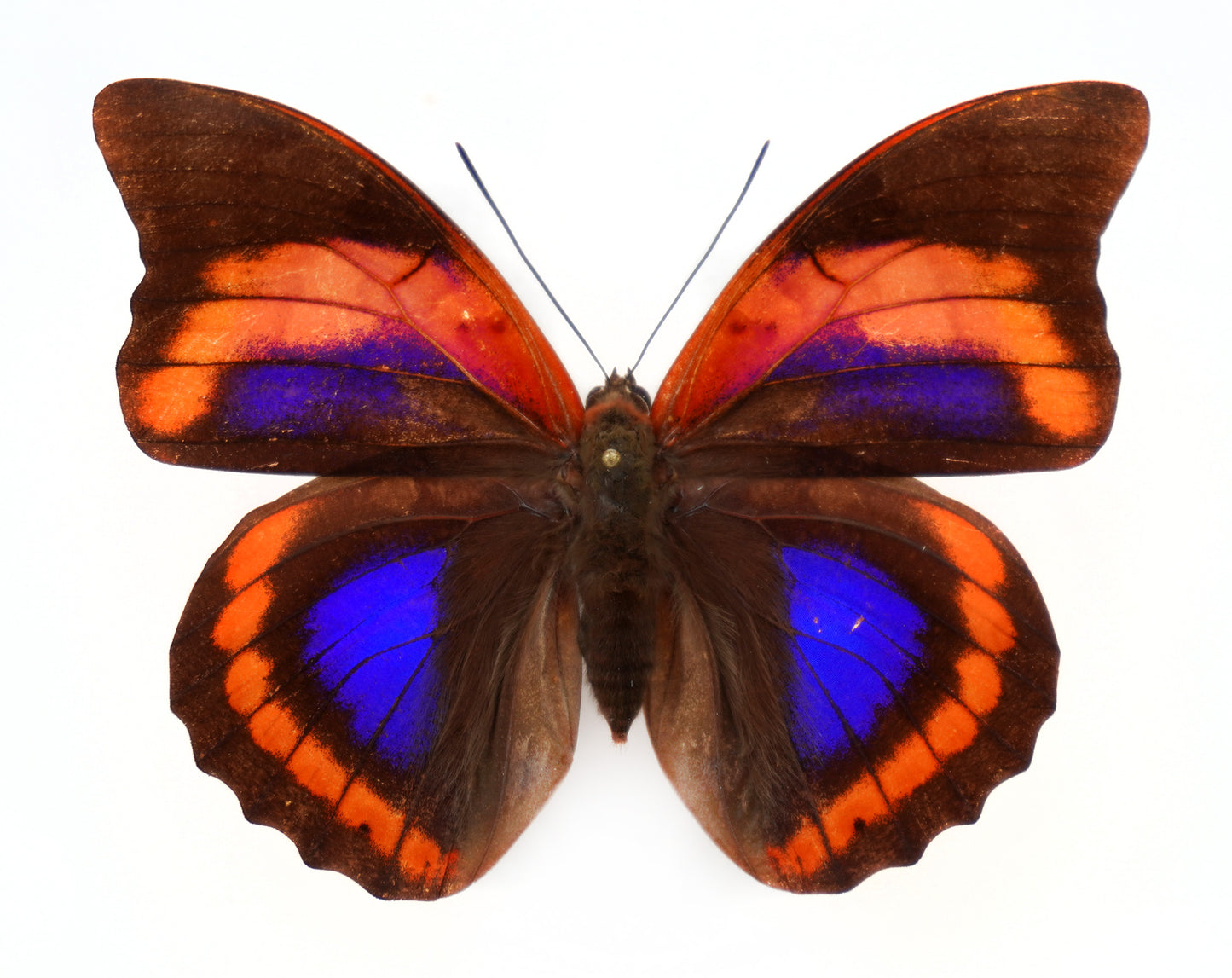 Prepona praeneste buckleyana ♀ f.olympia (Bolivia)