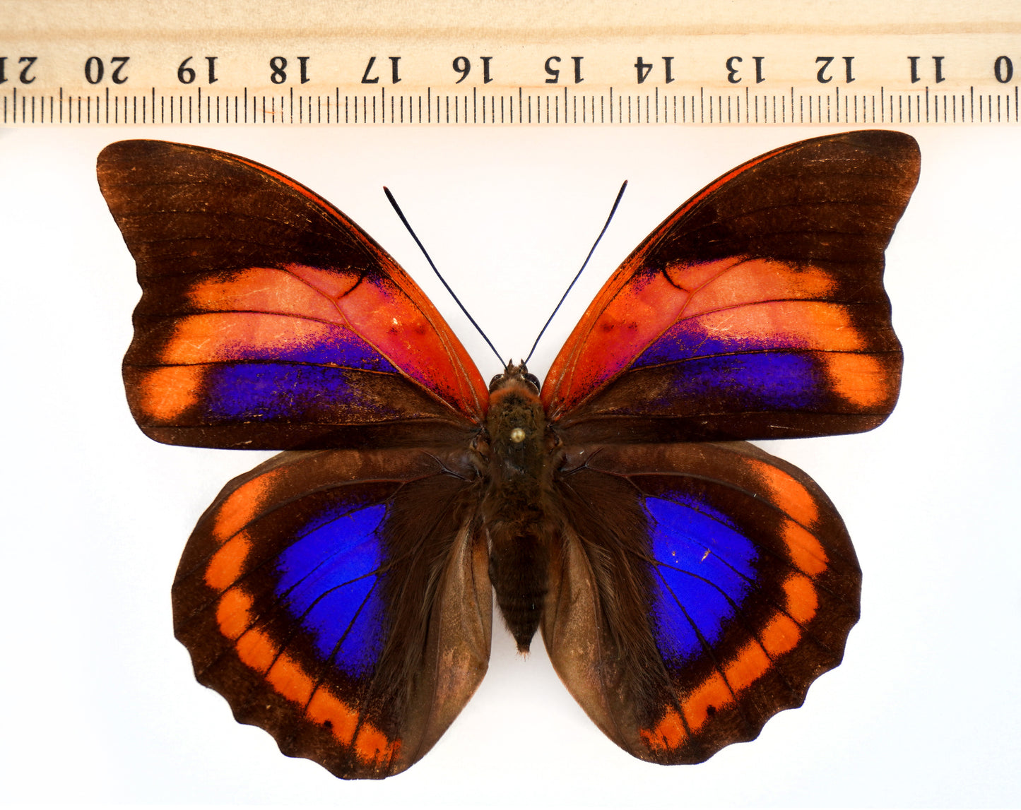 Prepona praeneste buckleyana ♀ f.olympia (Bolivia)
