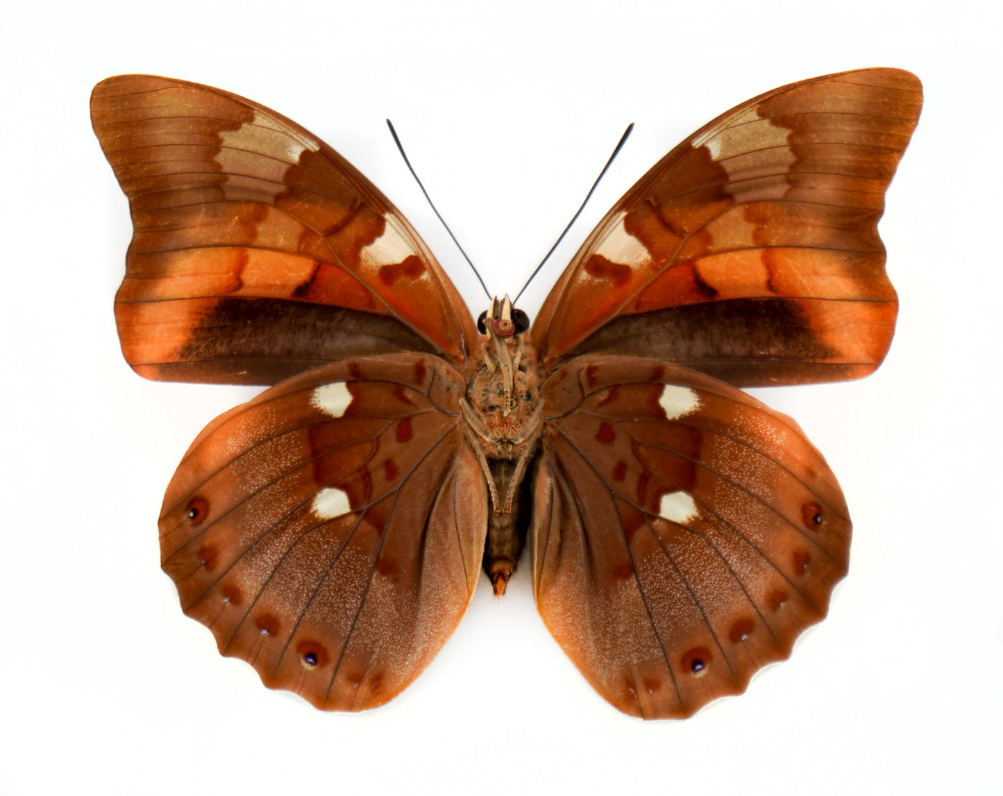 Prepona praeneste buckleyana ♀ f.olympia (Bolivia)