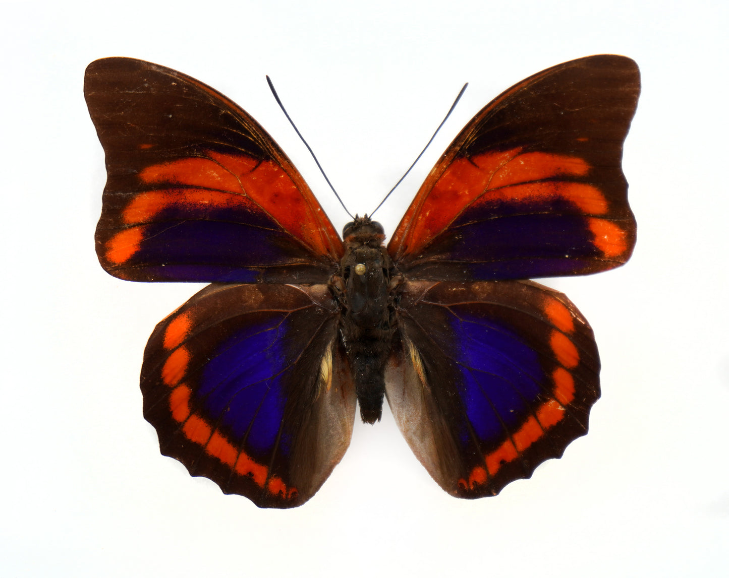 Prepona praeneste buckleyana ♂ (Bolivia)