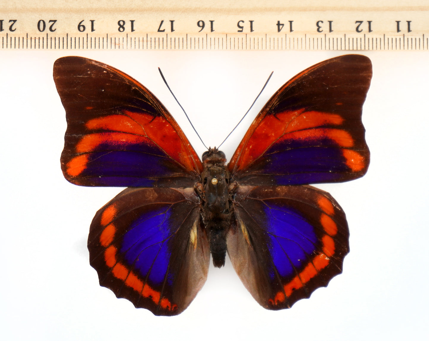 Prepona praeneste buckleyana ♂ (Bolivia)
