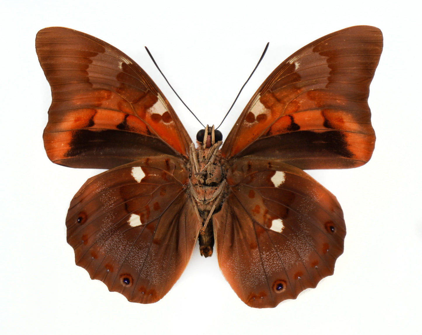 Prepona praeneste buckleyana ♂ (Bolivia)