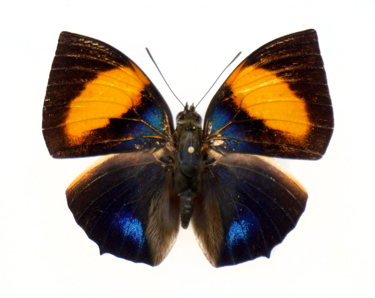 Memphis (Anaea) elina ♂ (W-Ecuador)