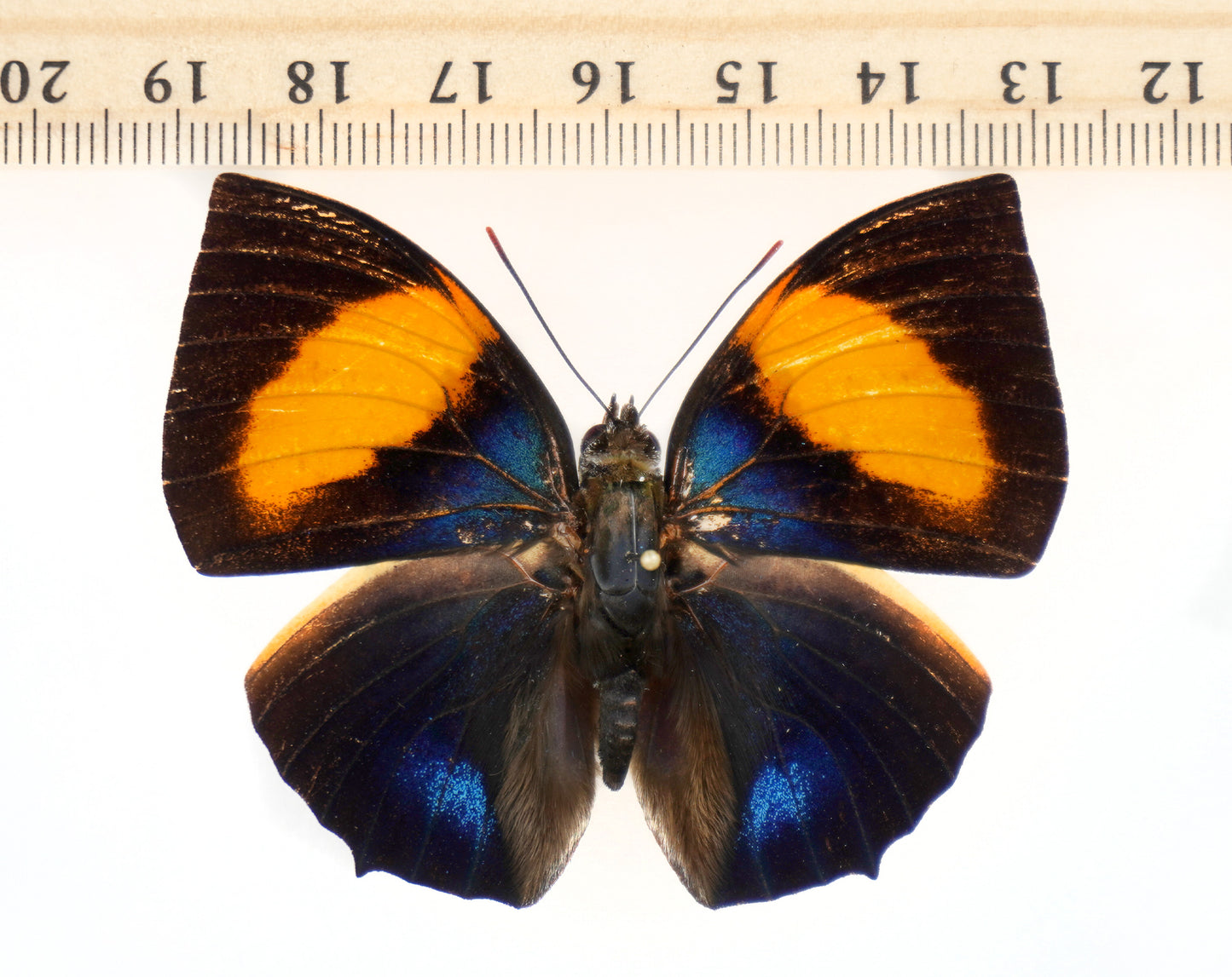 Memphis (Anaea) elina ♂ (W-Ecuador)