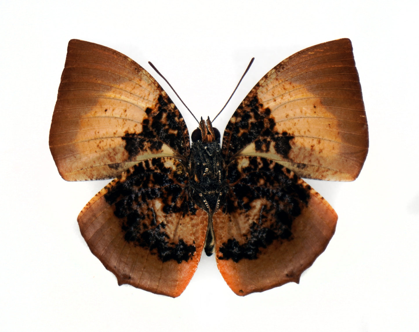 Memphis (Anaea) elina ♂ (W-Ecuador)