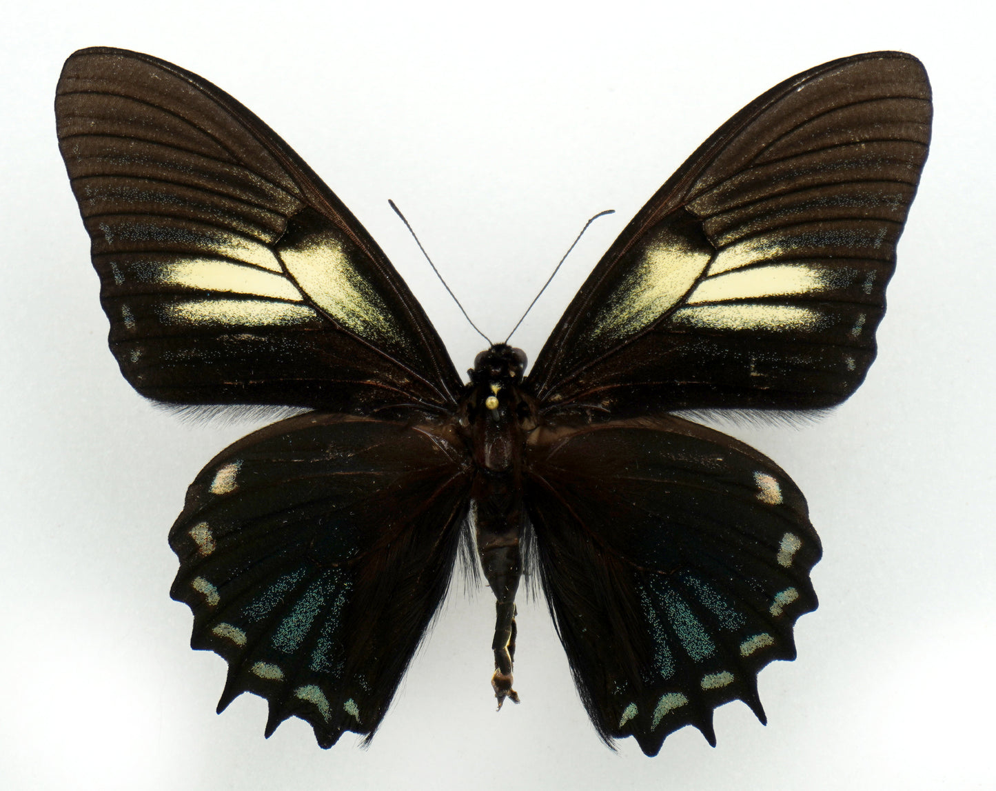 Papilio xanthopleura diaphora ♂ (Brazil)