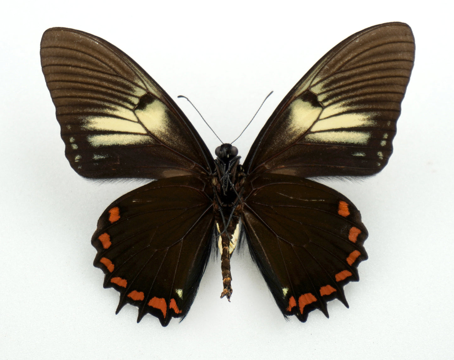Papilio xanthopleura diaphora ♂ (Brazil)
