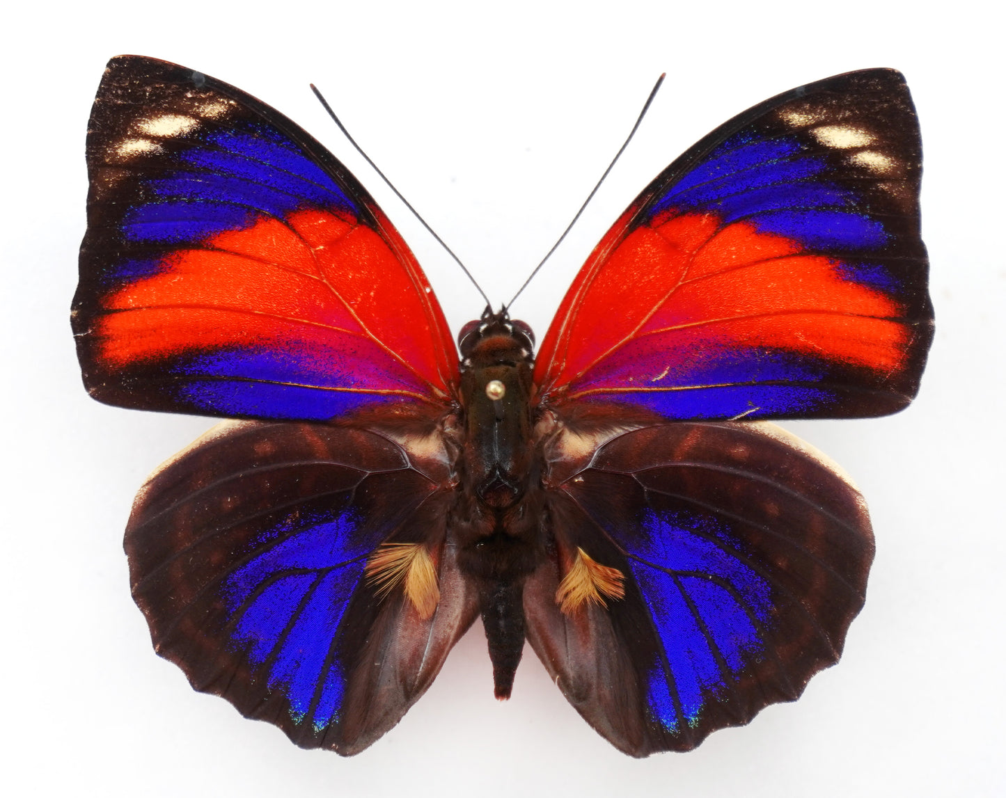 Agrias pericles mauensis f. pretiosa ♂ (Brazil)