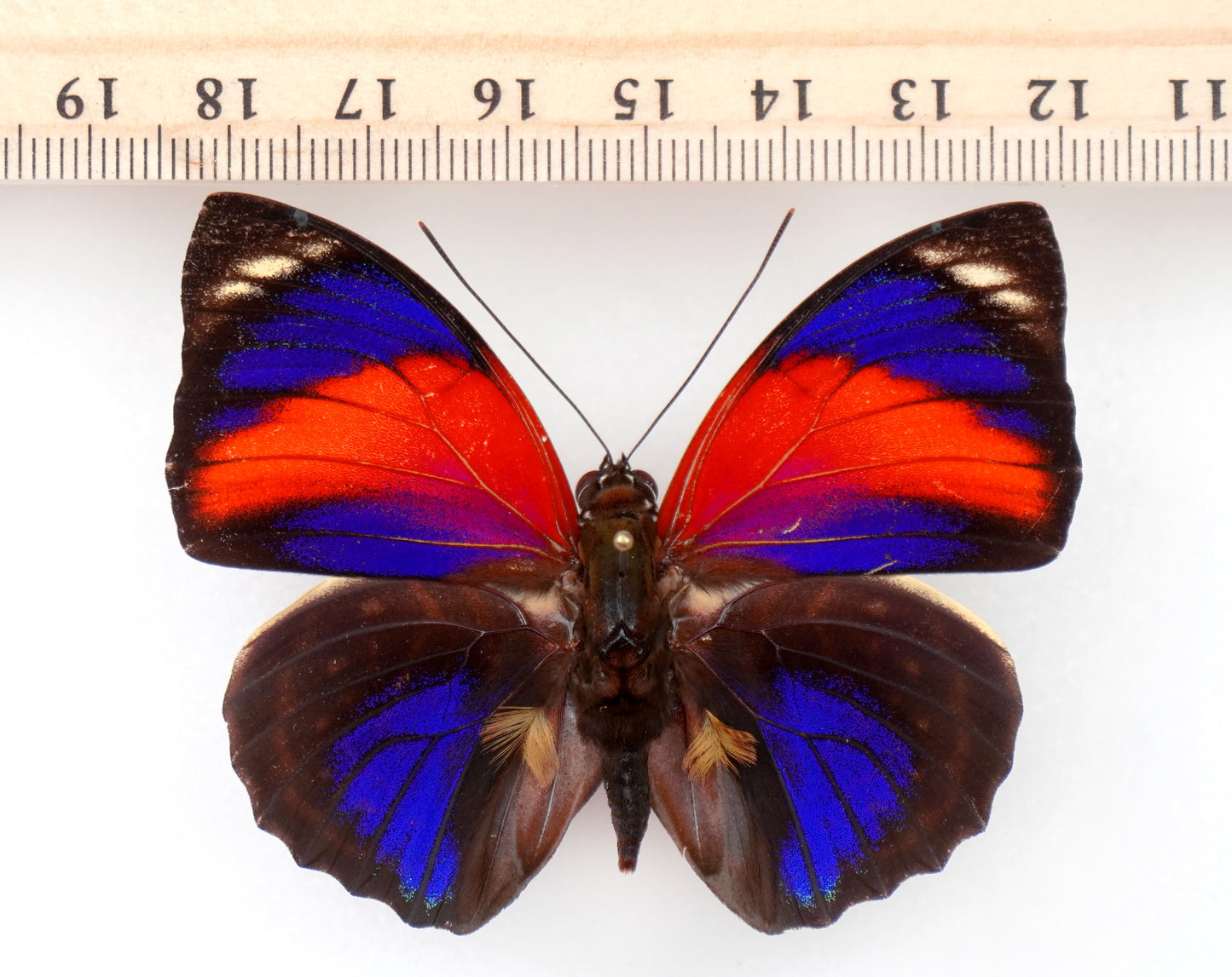 Agrias pericles mauensis f. pretiosa ♂ (Brazil)