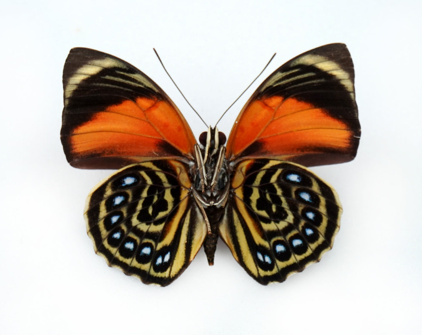 Agrias pericles mauensis f. pretiosa ♂ (Brazil)