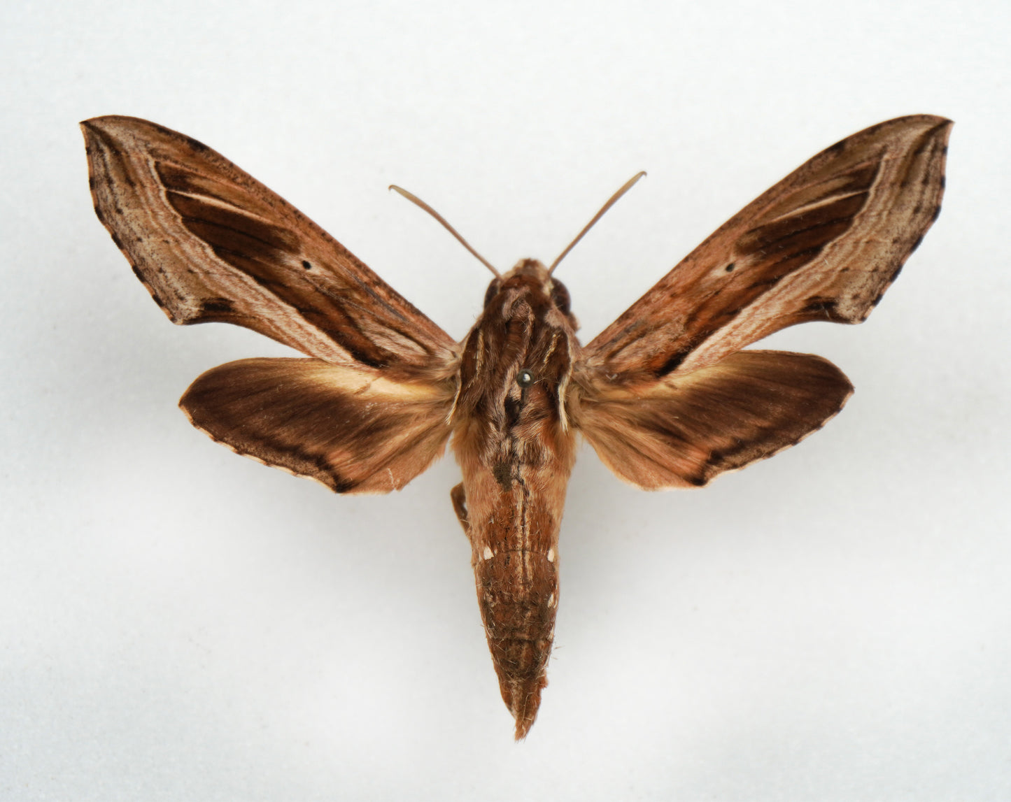 Hippotion vélox ♂ (Marinduque)
