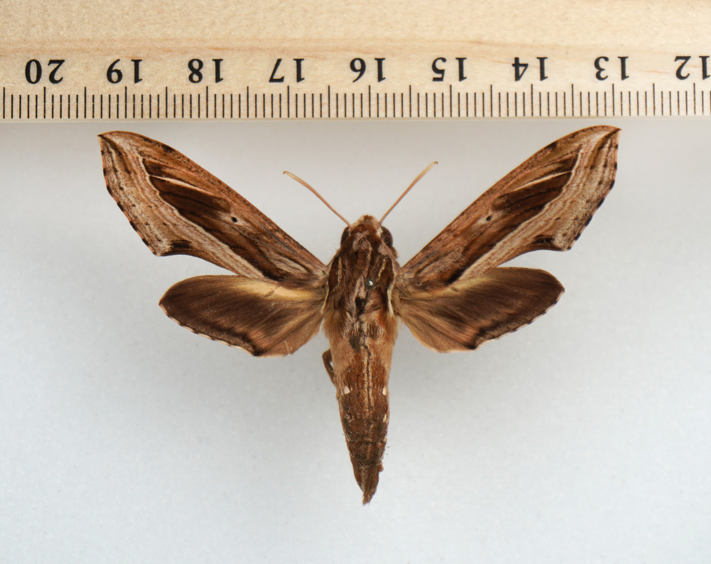 Hippotion vélox ♂ (Marinduque)