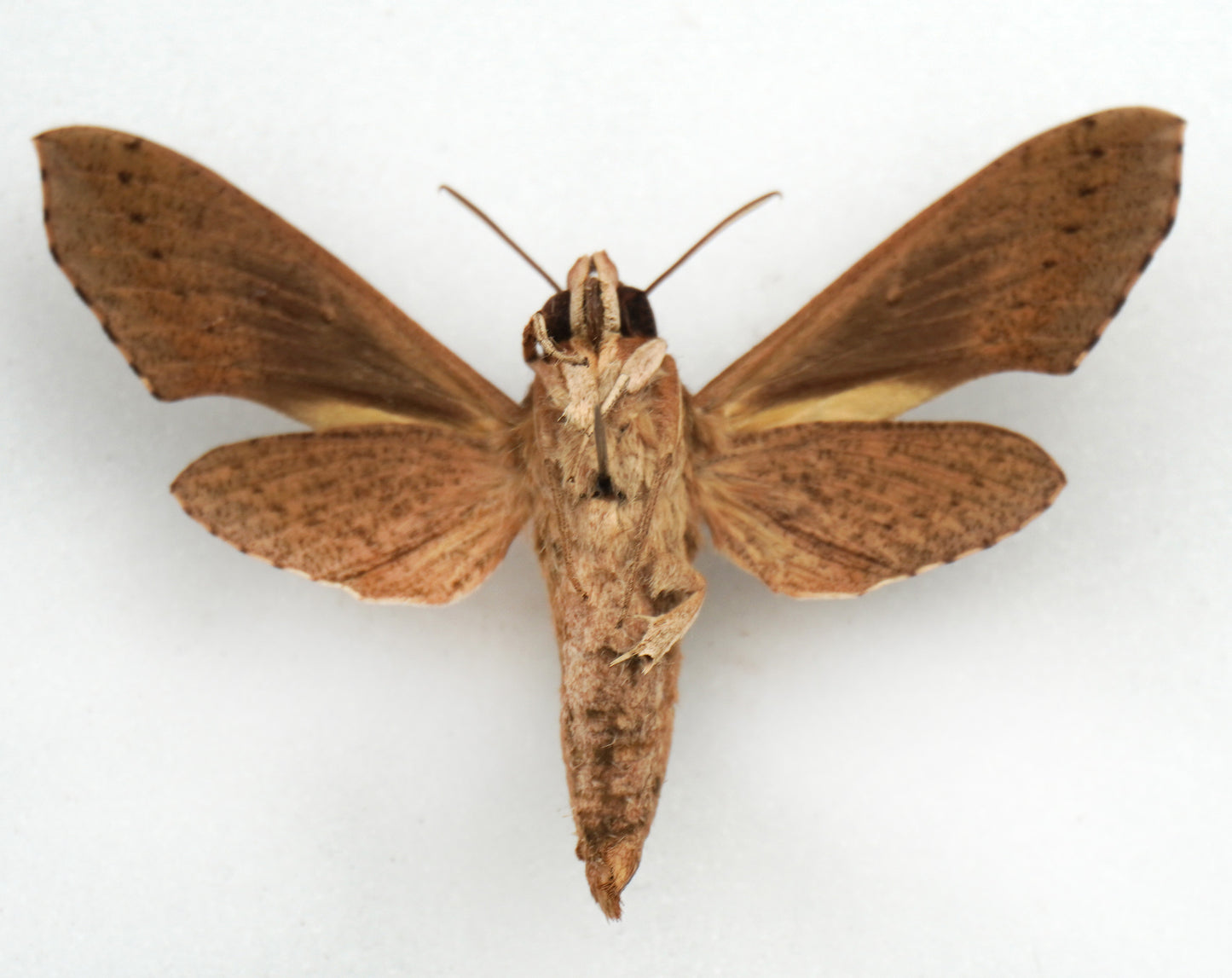 Hippotion vélox ♂ (Marinduque)