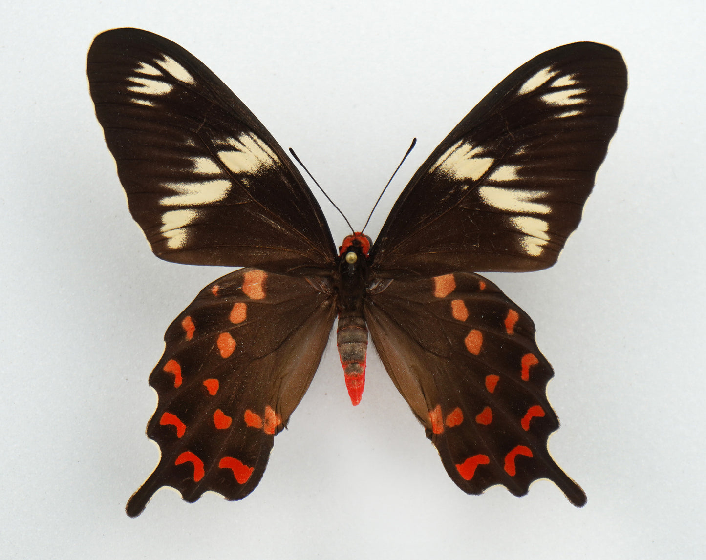 Papilio hector ♀ (India)