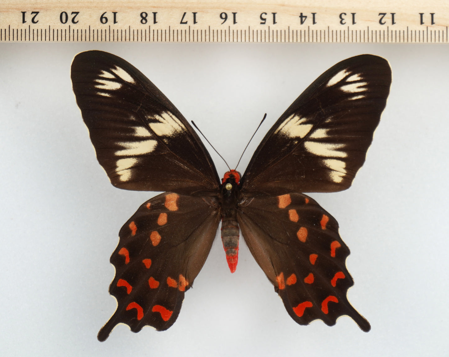 Papilio hector ♀ (India)