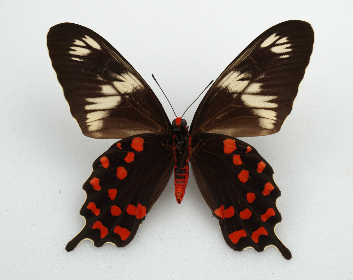 Papilio hector ♀ (India)