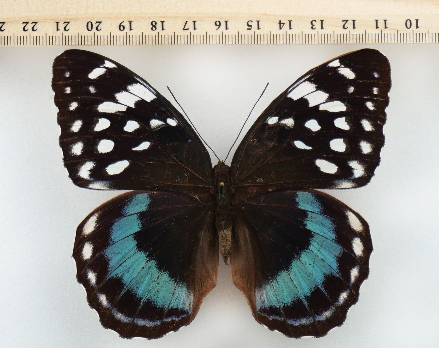 Lexias satrapes ssp. ♀ (Negros Island)