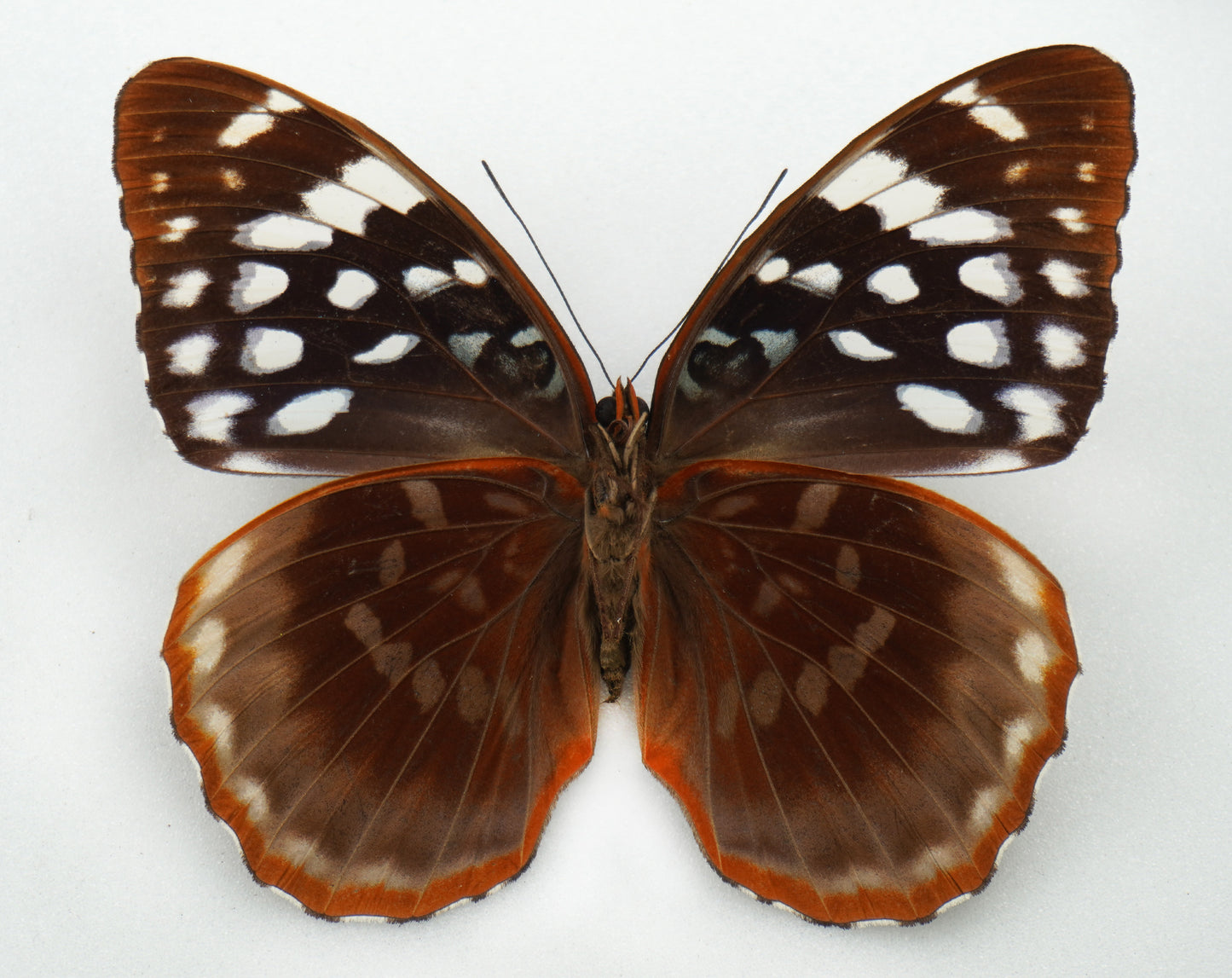 Lexias satrapes ssp. ♀ (Negros Island)