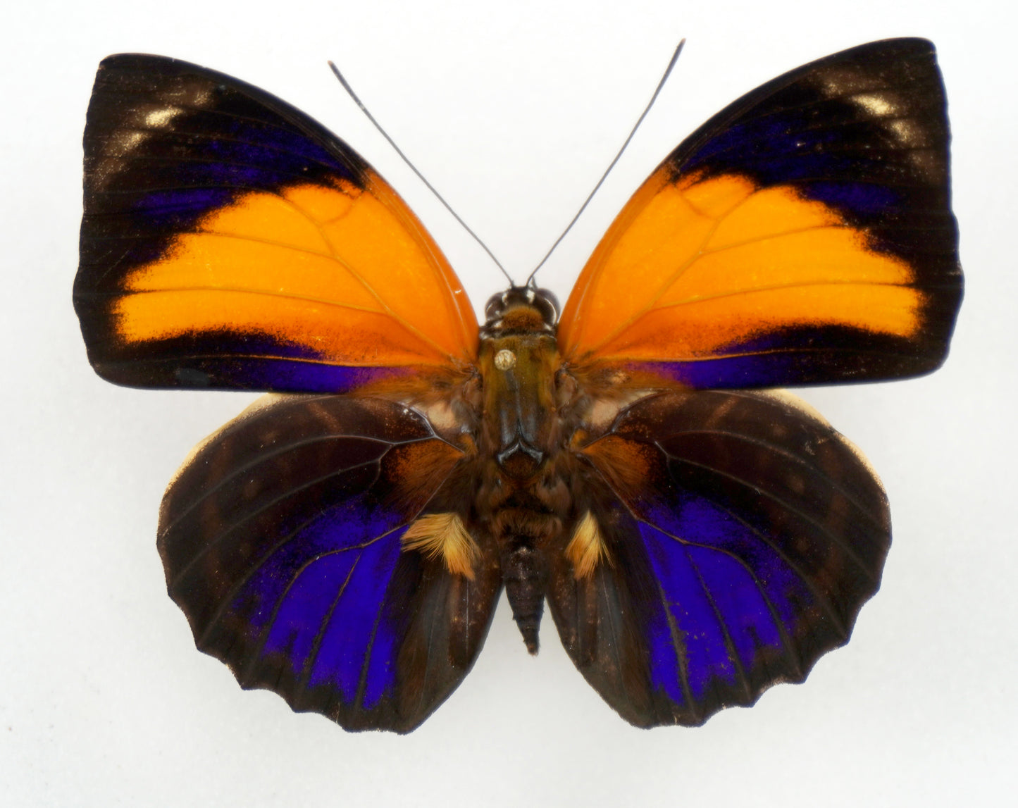 Agrias pericles mauensis ♂ (Brazil)