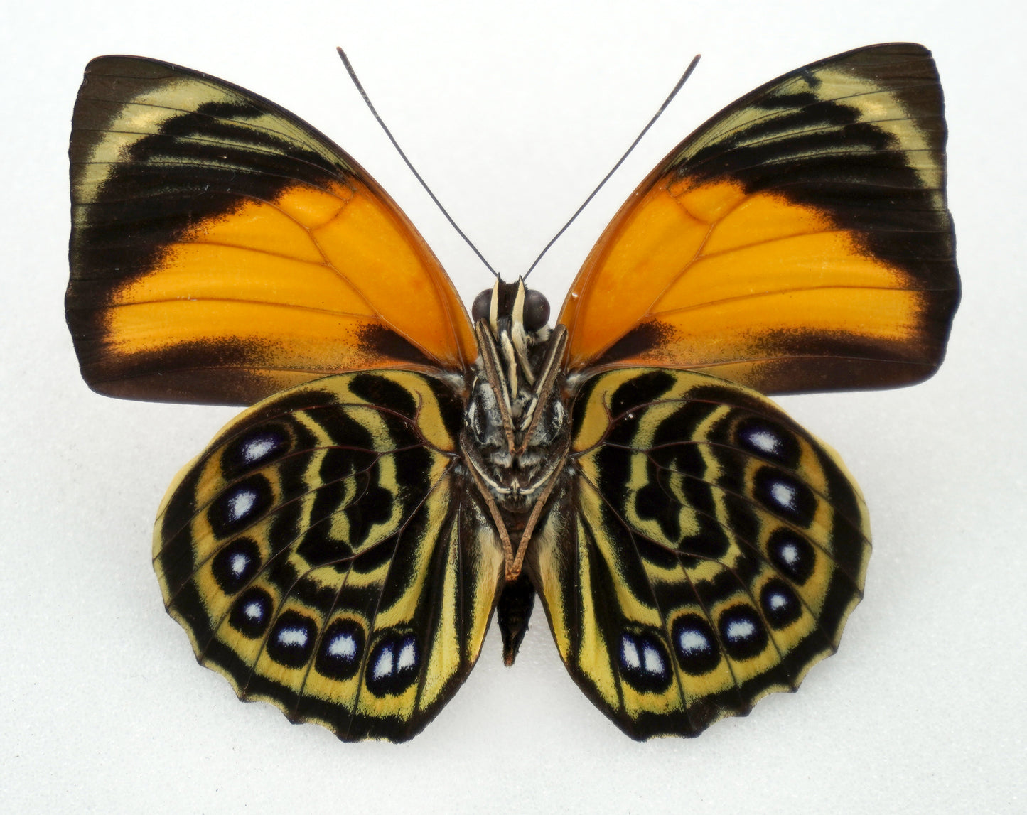 Agrias pericles mauensis ♂ (Brazil)
