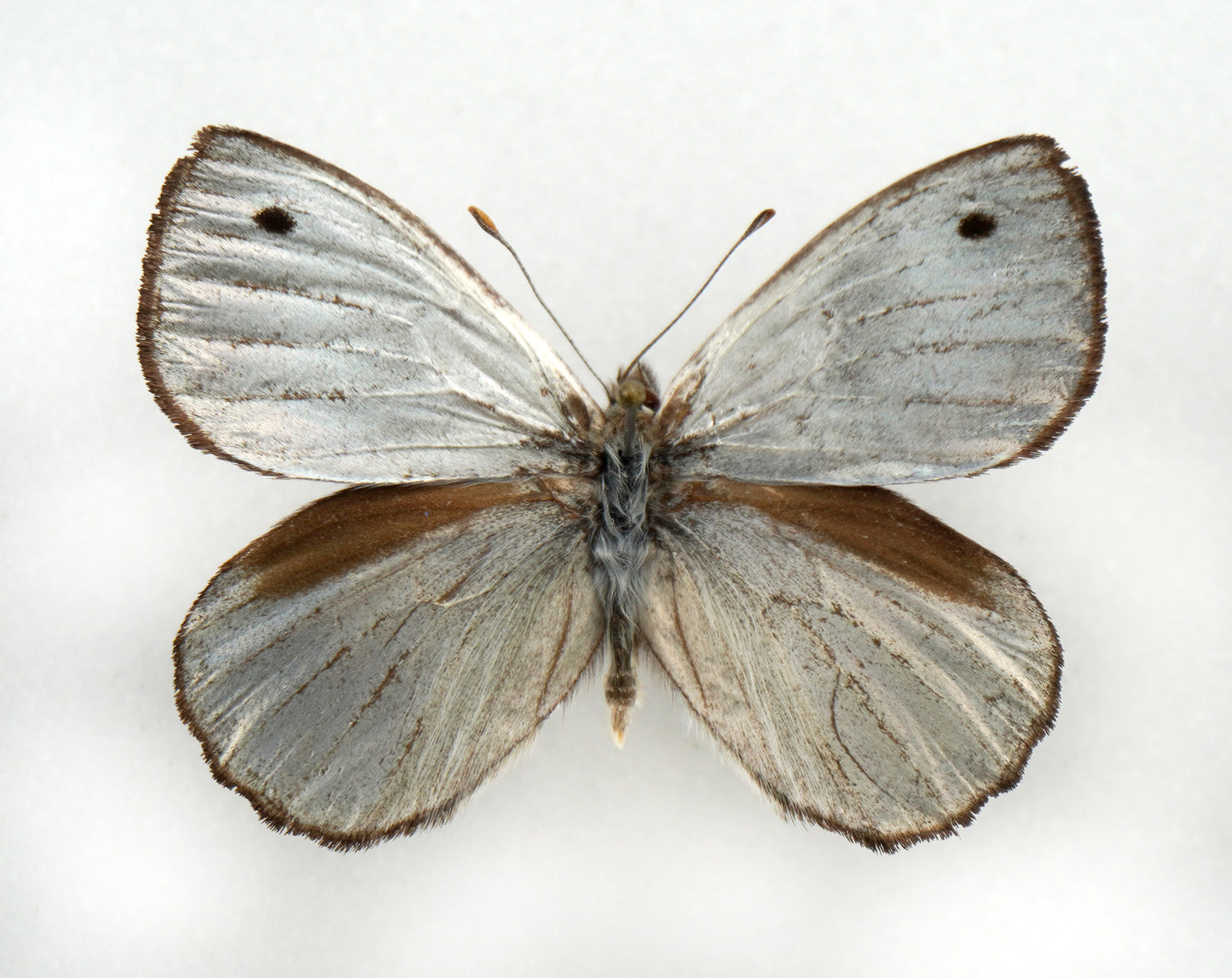 Argyrophorus argenteus ♂ (Argentina)