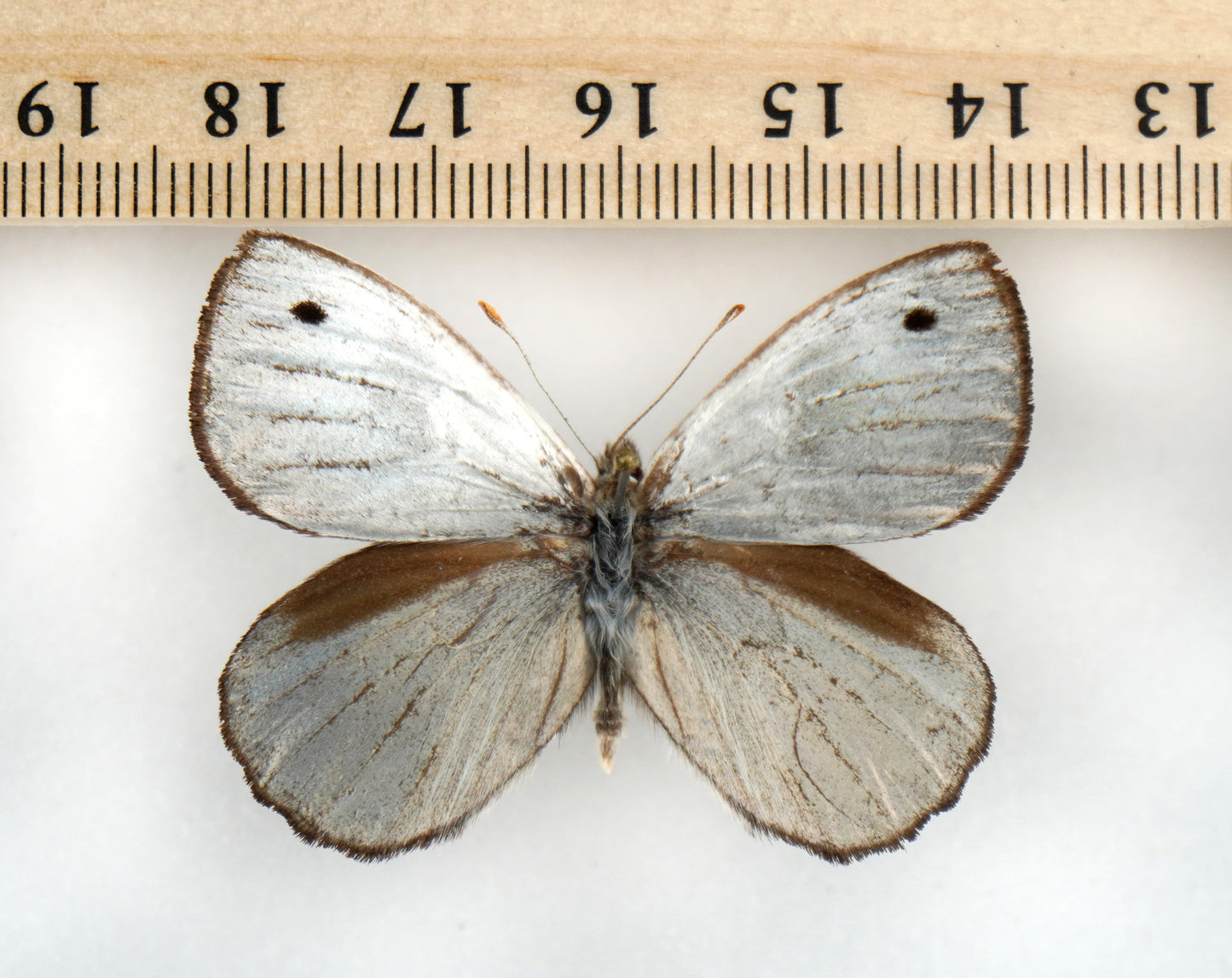 Argyrophorus argenteus ♂ (Argentina)