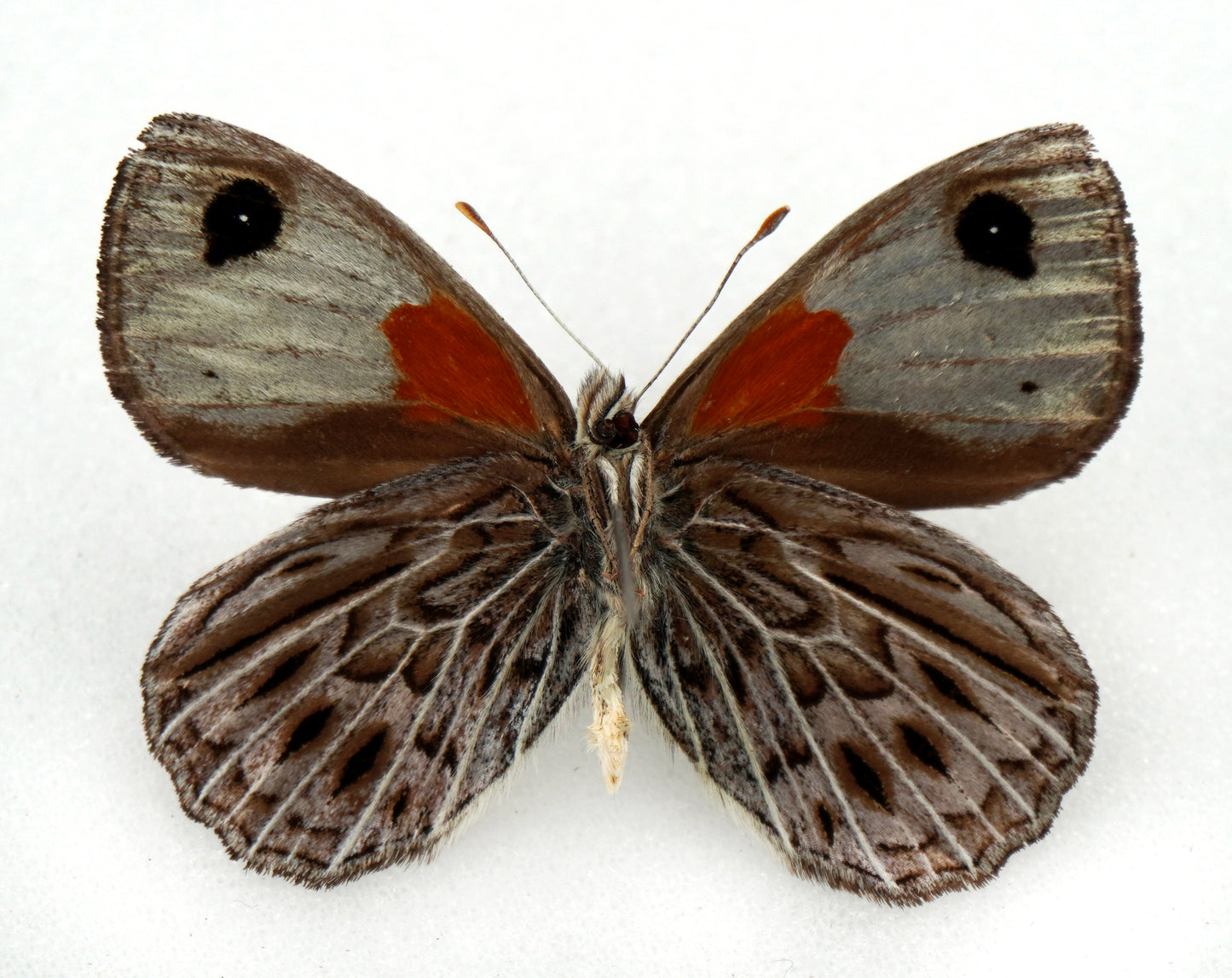Argyrophorus argenteus ♂ (Argentina)