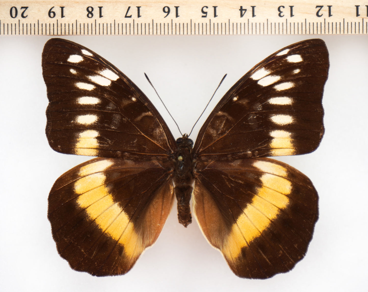 Lexias aerope aerope ♀ (Ceram)