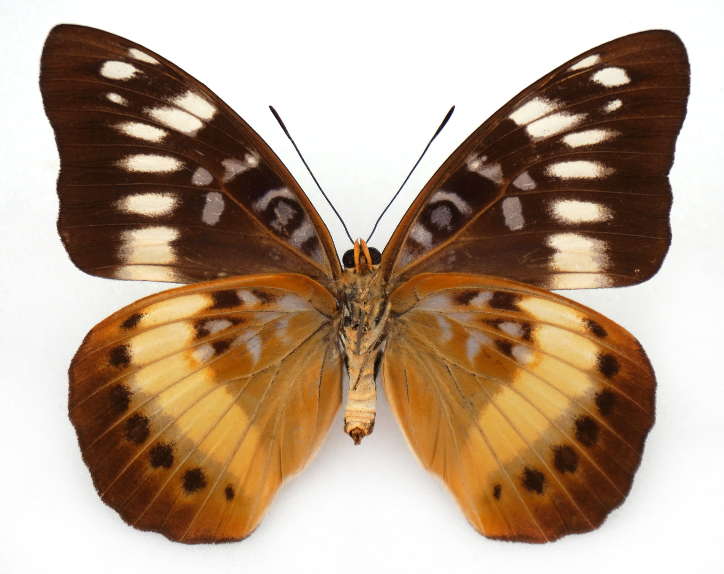 Lexias aerope aerope ♀ (Ceram)