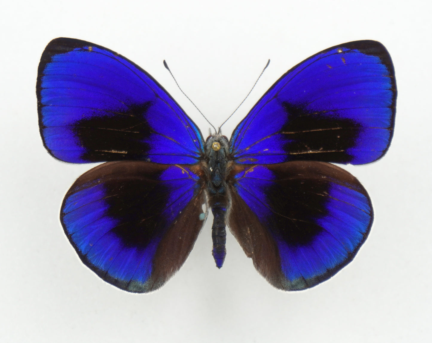 Asterope sapphira ♂ (Santarem)