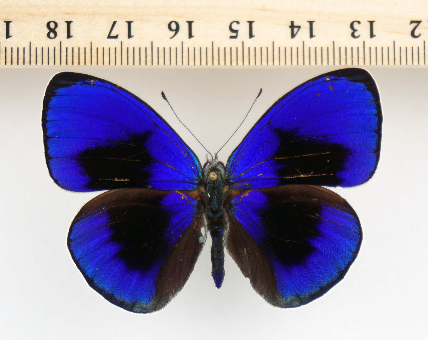 Asterope sapphira ♂ (Santarem)