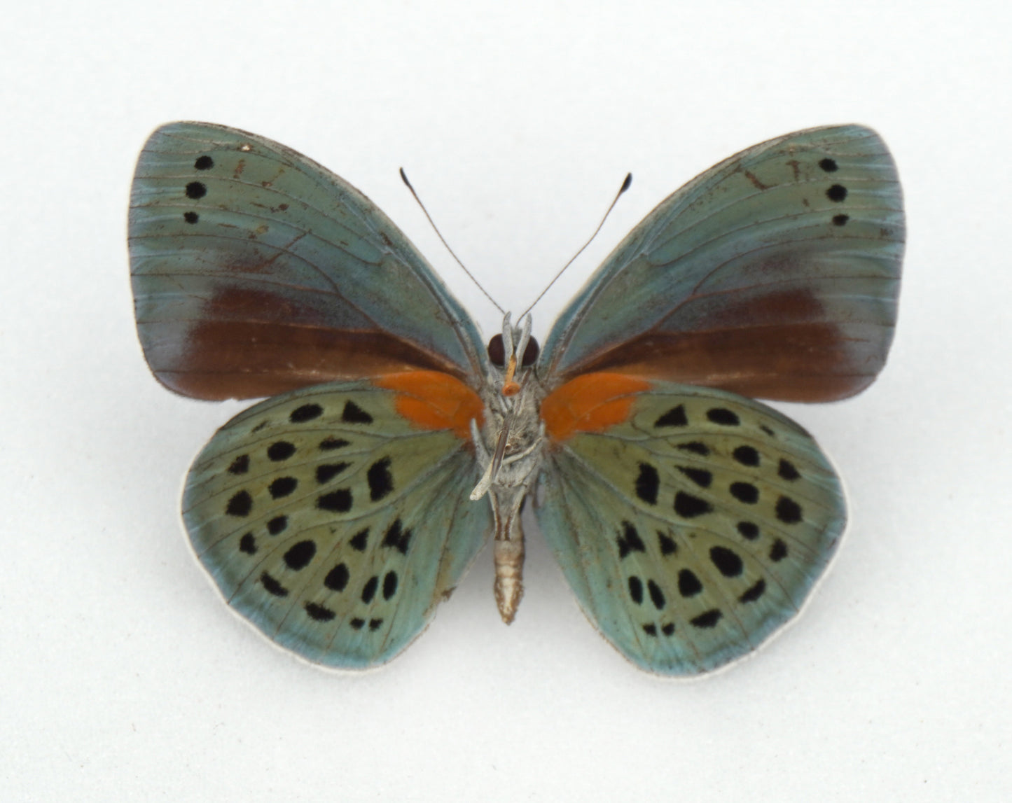 Asterope sapphira ♂ (Santarem)