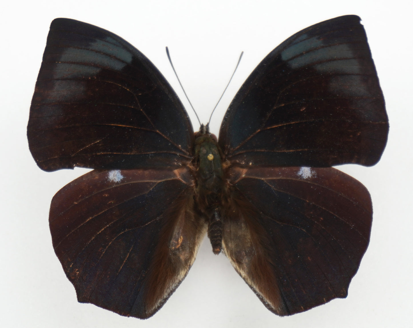 Anaea (Memphis) laura ♂ (Colombia)