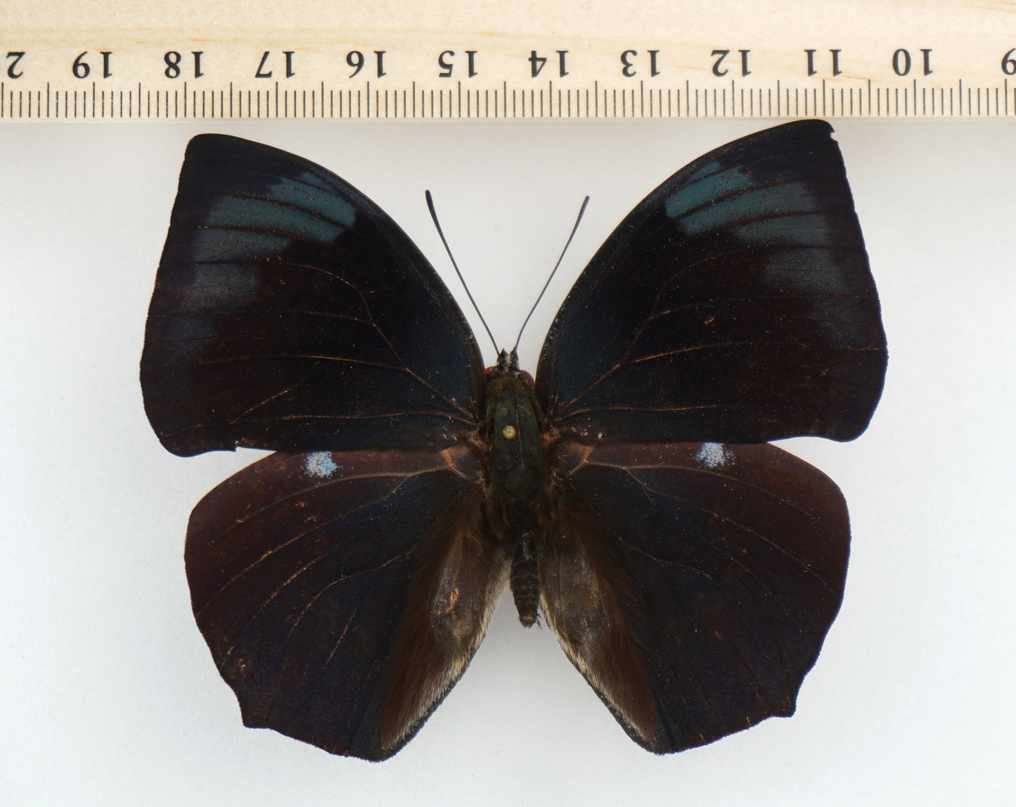 Anaea (Memphis) laura ♂ (Colombia)