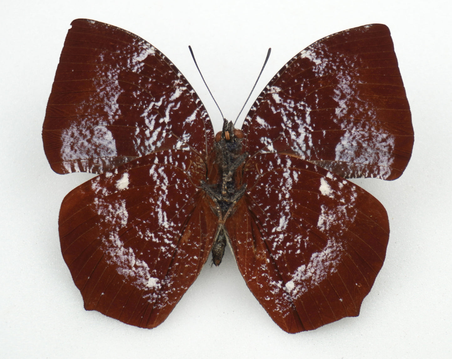 Anaea (Memphis) laura ♂ (Colombia)