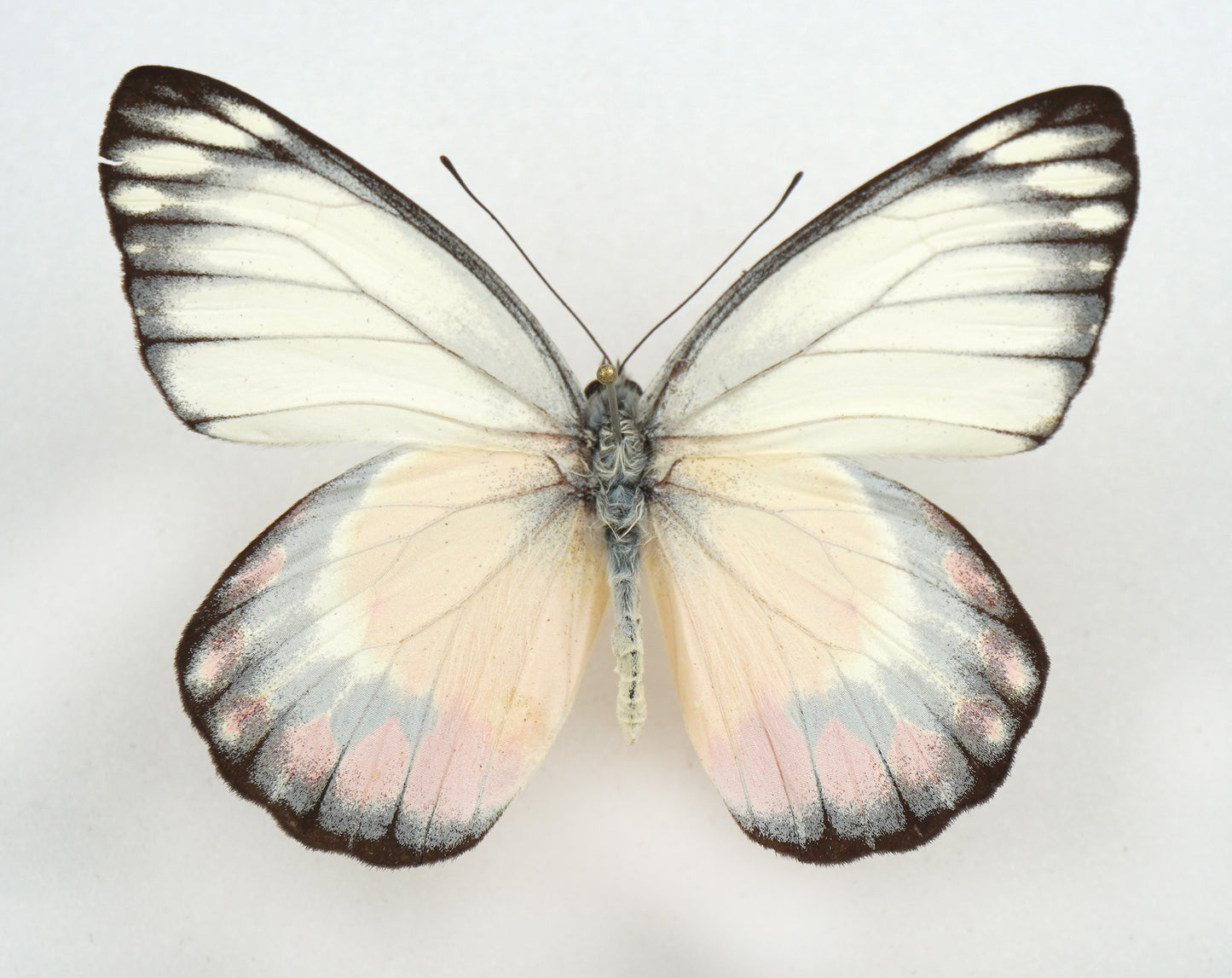 Delias periboea alorensis ♂ (Flores)