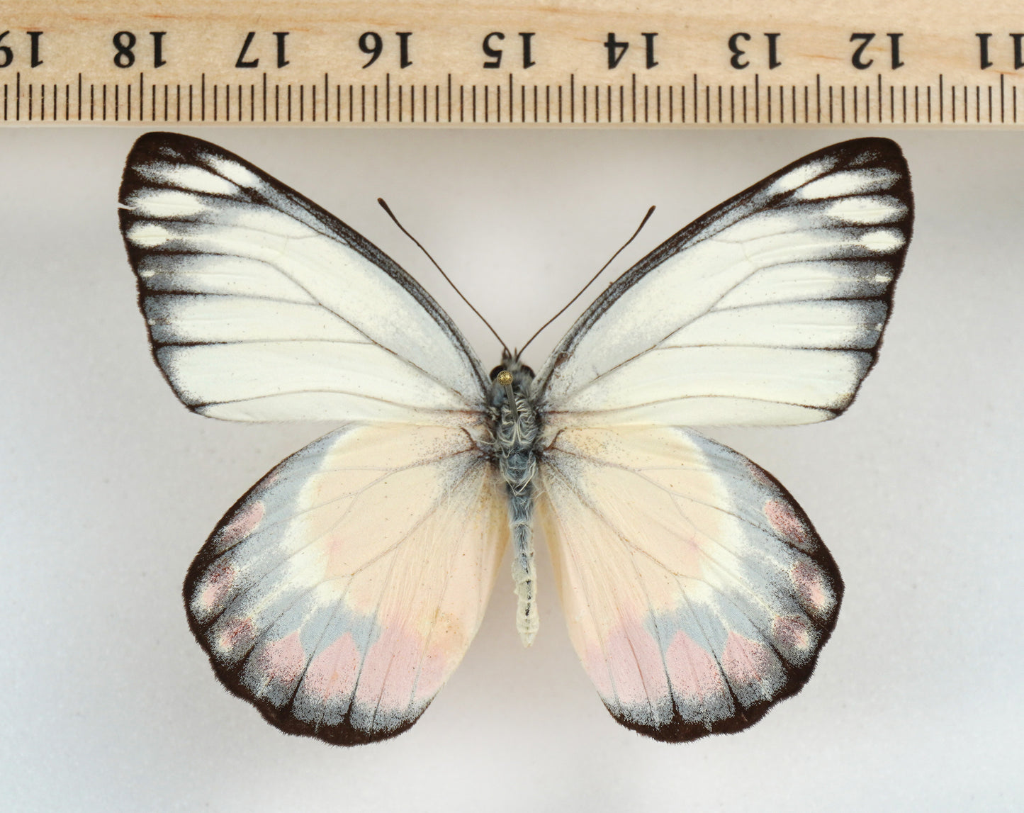 Delias periboea alorensis ♂ (Flores)