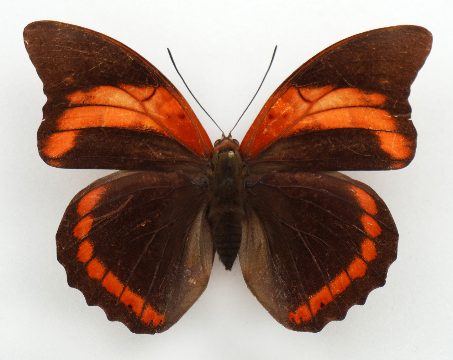 Prepona praeneste buckleyana ♀ (Bolivia)