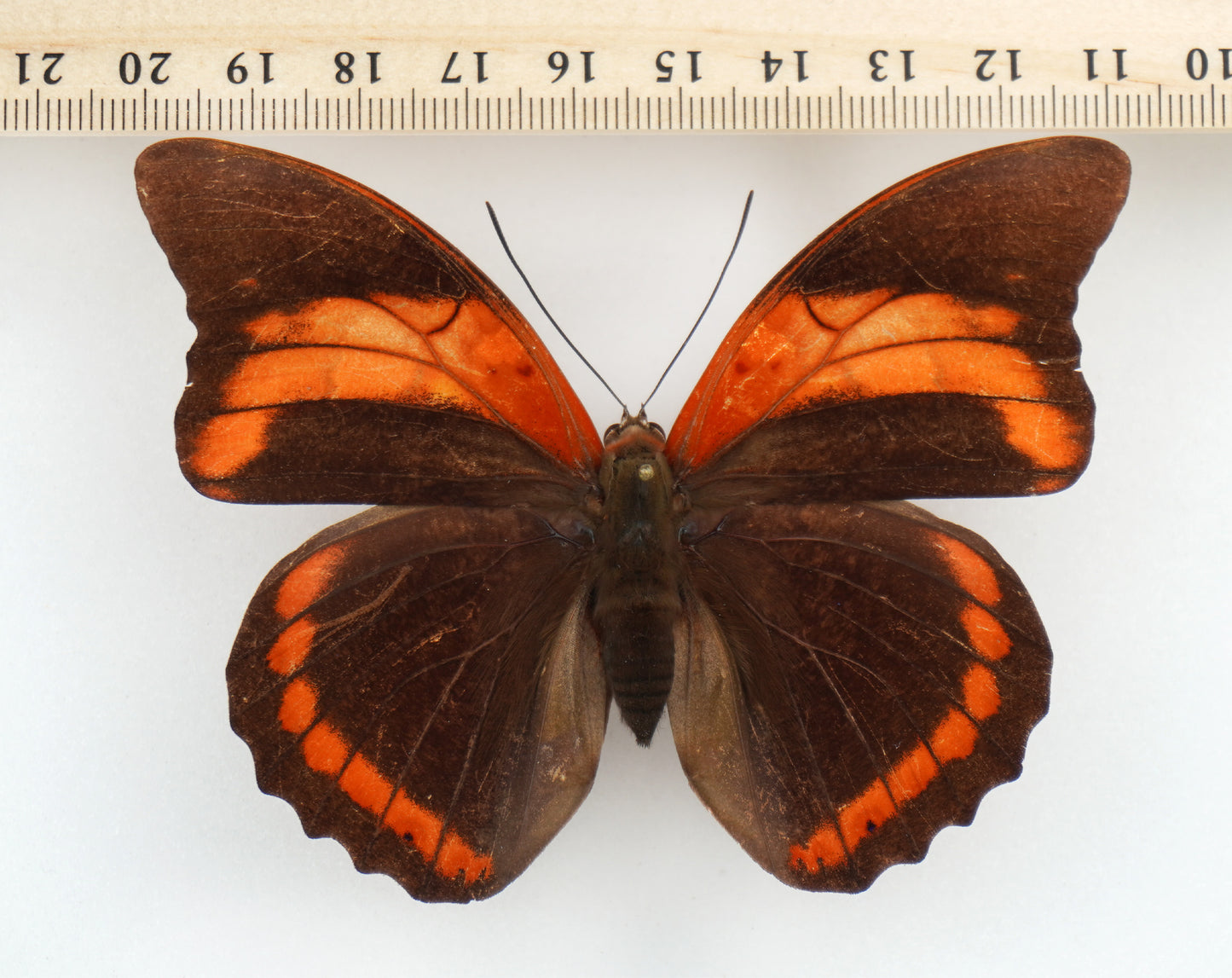 Prepona praeneste buckleyana ♀ (Bolivia)