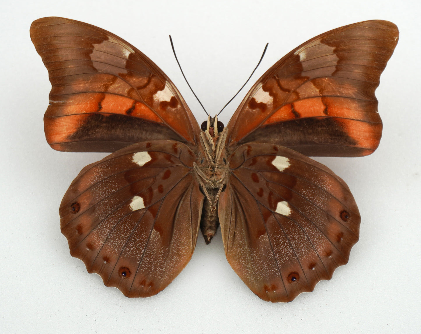 Prepona praeneste buckleyana ♀ (Bolivia)