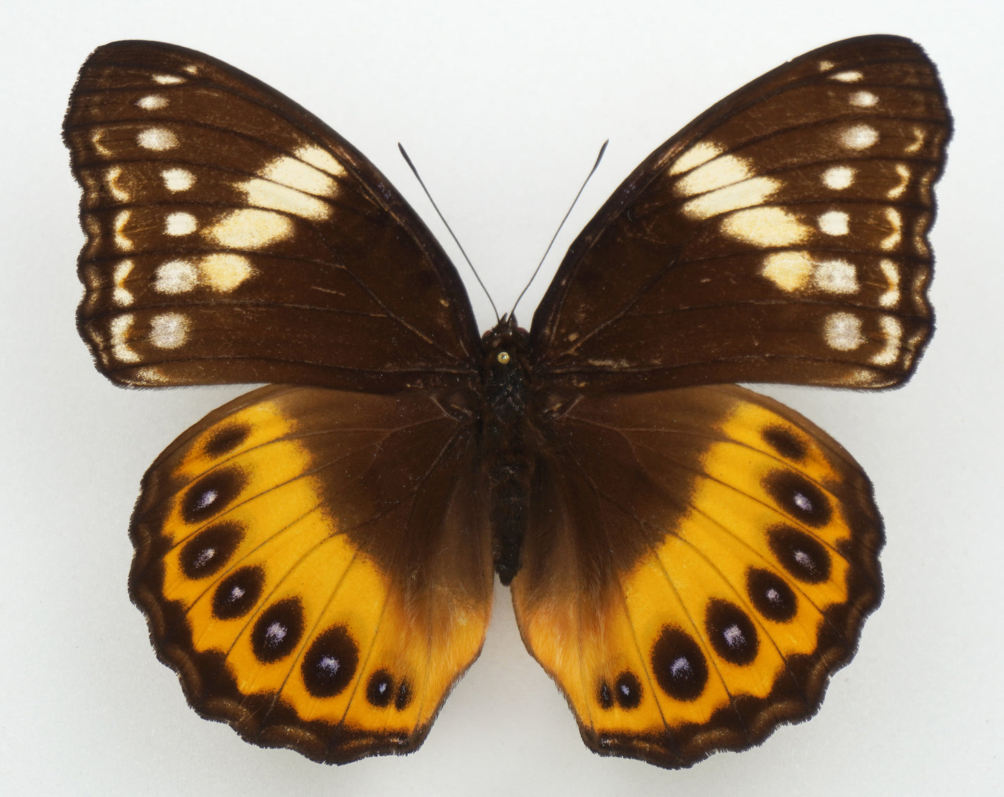 Hypolimnas pandarus ♀ (Indonesien)