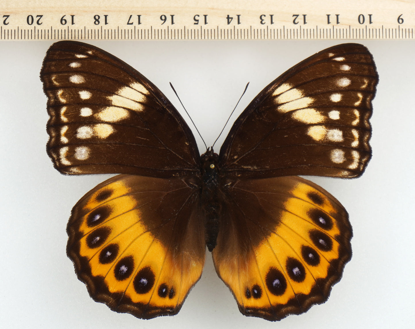 Hypolimnas pandarus ♀ (Indonesien)