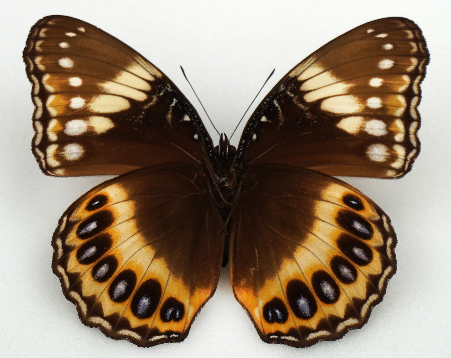 Hypolimnas pandarus ♀ (Indonesien)