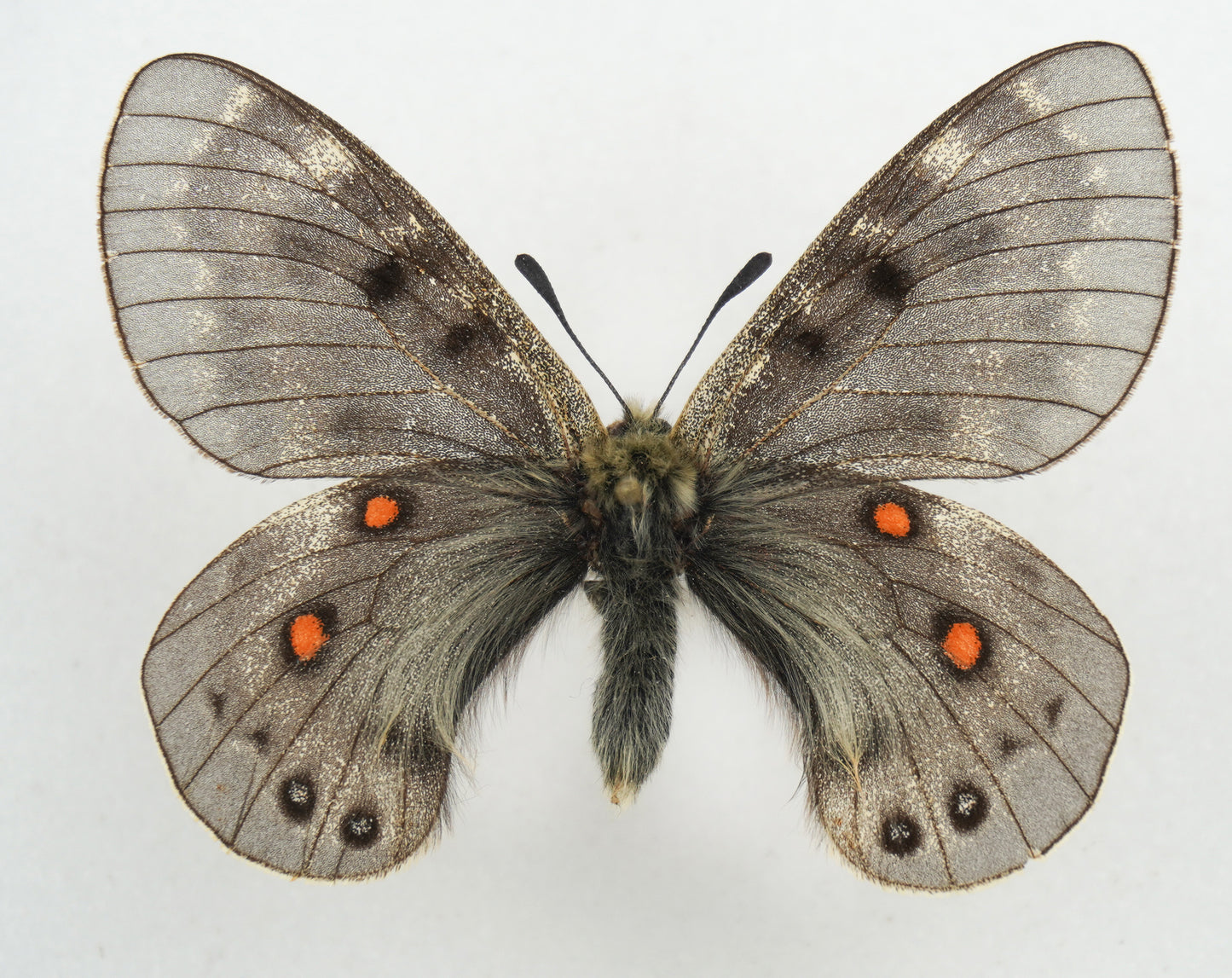 Parnassius delphius candidats f.styx ♂