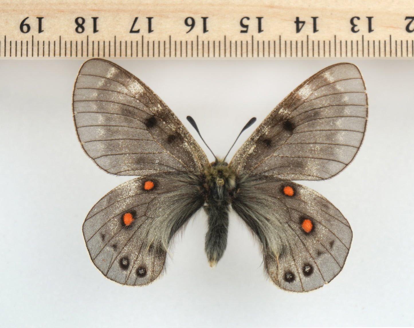 Parnassius delphius candidats f.styx ♂