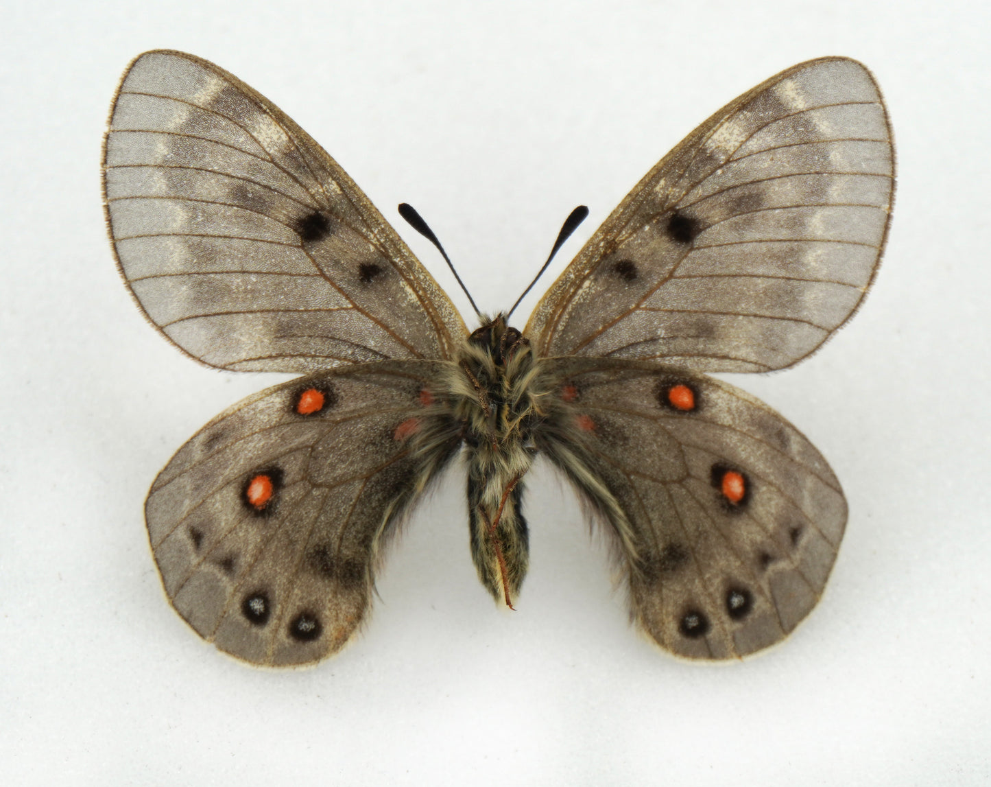Parnassius delphius candidats f.styx ♂